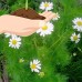 German Chamomile Herb Garden Seeds - 1 Oz - Non-GMO, Heirloom Herbal Gardening & Microgreens - Matricaria recutita   566877256